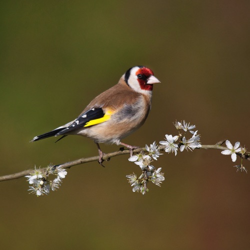 Goldfinch on Blackthorn.jpg Goldfinch on Blackthorn.jpg